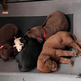 Labrador Retrievers from Cedar Hollow Labradors