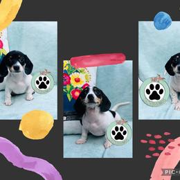 Dachshund Puppies from MB’s Dachshunds