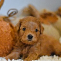 Aussiedoodle, Goldendoodle, and Miniature Australian Shepherd Puppies from JMR Aussies and Doodles