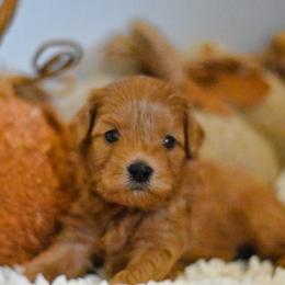 Aussiedoodle, Goldendoodle, and Miniature Australian Shepherd Puppies from JMR Aussies and Doodles