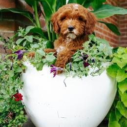 Messi - Red  male Goldendoodle puppy in Wellsville, Utah from Stay Golden Doodles