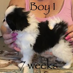 Japanese Chin and Pug Puppies from Ni Kokoro Japanese Chin