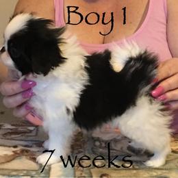 Japanese Chin and Pug Puppies from Ni Kokoro Japanese Chin