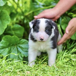 Secretariat - Black and white female Border Collie puppy in Oakley, California from Von Guadachi German Shepherds & Audacity Border Collies