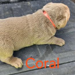 Coral - Chocolate female Labrador Retriever puppy in Anderson, Texas from TLS Retrievers
