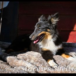 Tri color girl - Shetland Sheepdog puppy from Stacey's Shelties