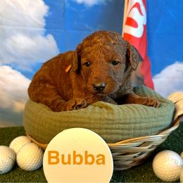 Bubba Watson - Red  male Goldendoodle puppy in Chelan, Washington from North Cascades Doodles
