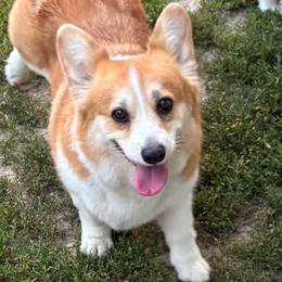 Olivia - Red female Pembroke Welsh Corgi puppy in Creston, Iowa from GSF Pembroke Welsh Corgis