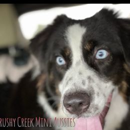 RAYNE - Miniature Australian Shepherd