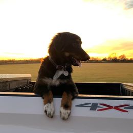 Australian Shepherds from Rockin B Australian Shepherds
