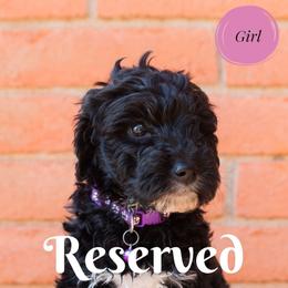 Aussiedoodle and Goldendoodle Puppies from Ever After Doodles Arizona