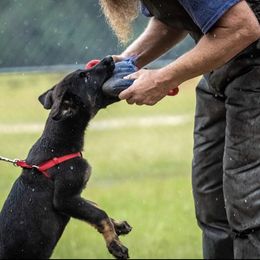 German Shepherd Puppies from Precision Dog Kennels