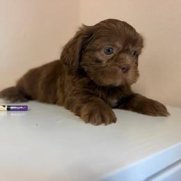 Boy 1 - Chocolate and tan male Shih Tzu puppy in Downey, California from Cali shih tzu