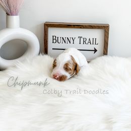 Boy 5 - Goldendoodle puppy in Glendora, California from Colby Trail Doodles
