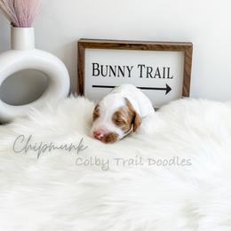 Boy 5 - Goldendoodle puppy in Glendora, California from Colby Trail Doodles