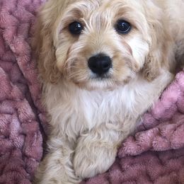 Cavalier King Charles Spaniel and Cavapoo Puppies from VITPOM PUPPIES