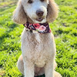 Lina - Poodle