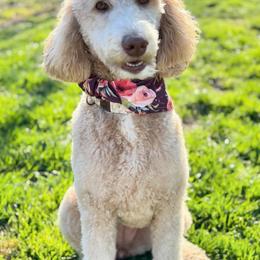Lina - Poodle