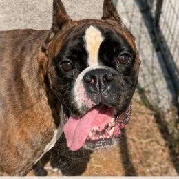 Oso - Boxer