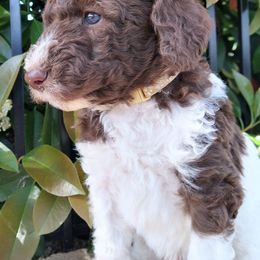 Michael Scott - Labradoodle puppy in Atascadero, California from Classic Poodles and Doodles
