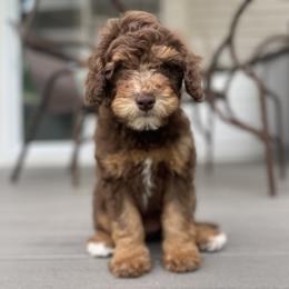 No tag - Phantom female Goldendoodle puppy in Medina, Ohio from Farmer Doodles