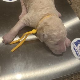 Allie - White female Poodle puppy in Mobile, Alabama from Semmy’s Standard Poodle LLC