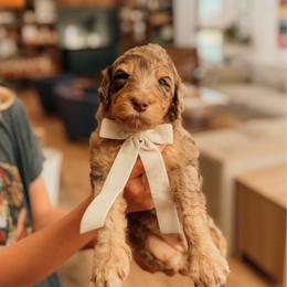 Bug - Merle male Goldendoodle puppy in Yukon, Oklahoma from Bows and Ties Doodles, LLC
