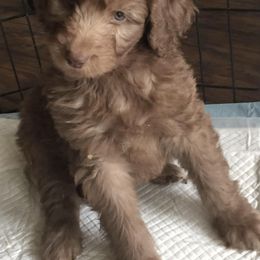 Aussiedoodles from Dixie Rae Doodles