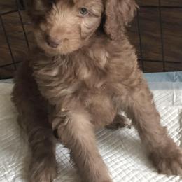 Aussiedoodles from Dixie Rae Doodles