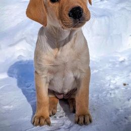 Labrador Retriever Puppies from Sycamore Kennels