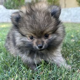 Pomeranian puppies from Baby Bear Poms