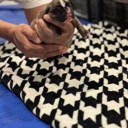 Boxer Puppies from PrideNJoy Boxers