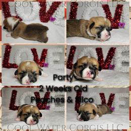 Party - Red male Pembroke Welsh Corgi puppy in Kiowa, Colorado from Cool Water Corgis LLC