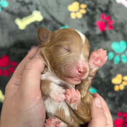 Ginger Velvet - Red  female Poodle puppy in Corona, California from Garden Of Poodles