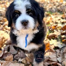 Levi's (blue boy) - Tri-color male Bernedoodle puppy in Waukesha, Wisconsin from Bernedoodle Boutique (and Cavapoos)