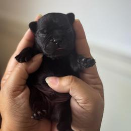 Inky - Black male French Bulldog puppy in Porter, Texas from Whatabulldog