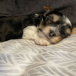Yorkshire Terrier Puppies from Moonbabies Yorkies