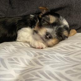 Yorkshire Terrier Puppies from Moonbabies Yorkies