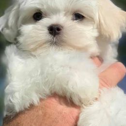 Maltese from Masterpiece Maltese