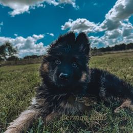 Grey Collar - Black and red male German Shepherd puppy in Mount Vernon, Missouri from German Haus German Shepherds LLC
