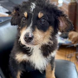 Xander - Black tri-color male Aussiedoodle puppy in Lowville, New York from Adirondack Labradoodles