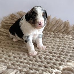 Peppermint - Blue merle male Assorted Doodle Crosses puppy in Waco, Georgia from Huff Family Doxies & Doodles