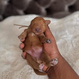 Blue collar male - Red  male Goldendoodle puppy in Fort Myers, Florida from Gandystailsofjoy