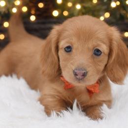 Anna- AKC import lines - Red female Dachshund puppy in Coweta, Oklahoma from Sunnyside Dachshunds