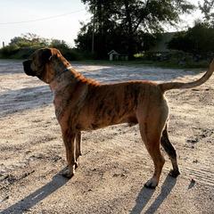 Tonka - Perro de Presa Canario