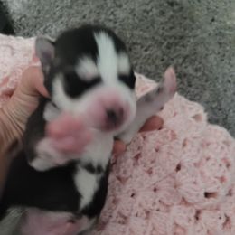 Boy 3 - Black and white Siberian Husky puppy in League City, Texas from Snow Dogs of League City
