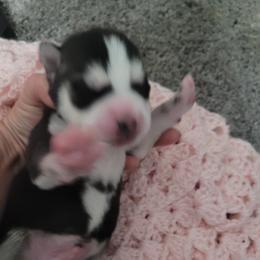Boy 3 - Black and white Siberian Husky puppy in League City, Texas from Snow Dogs of League City