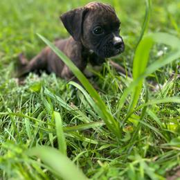 Girl 2 - Brindle female Boxer puppy in Prestonsburg, Kentucky from Diamond Standard Boxers