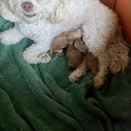 Poodle Puppies from Jamilette Delatorre's Poodles
