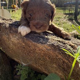 Aussiedoodle and Cockapoo Puppies from Sassy Bob’s Designer Dogs
